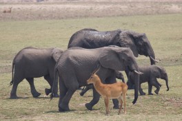 South luangwa  by SarahDepper