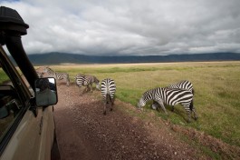 Ngorongoro zebras 