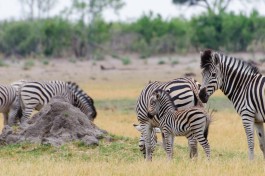 Savuti zebras  by Michael Jansen