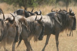 Serengeti wildebeest  by Marc Veraart