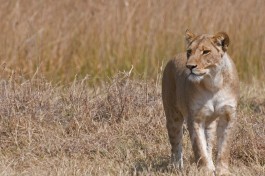Savuti lion  by Malcolm Macgregor