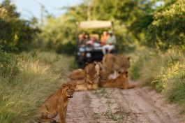 Kalahari lions 