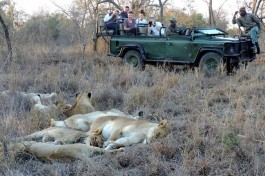 Game drive lions 
