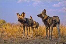 Grasslands wild dogs 