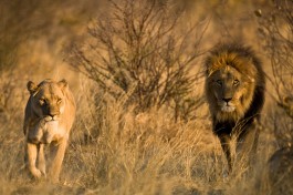 Kalahari lion pair 