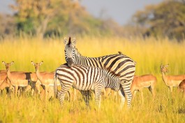 Oddballs enclave game 