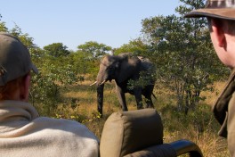 Game drive elephant 