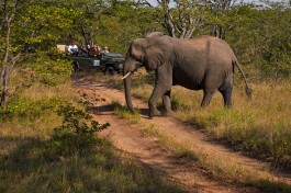 Game drive 