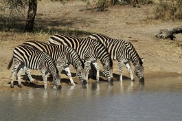 Zebras 