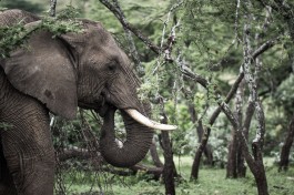 Ol Kinyei elephant  by Stuart Price