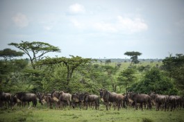 Ol Kinyei wildebeest  by Stuart Price