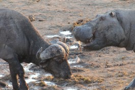 Hwange buffalo & hippo  by joepyrek