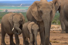 Addo elephant  by Brian Ralphs