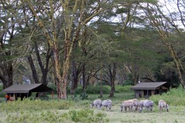 Camp zebras 