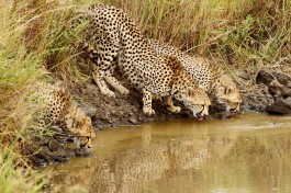 Cheetahs  by Iris Yuen