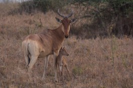 Cokes hartebeest 