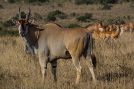 Eland 