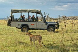 Game drive cheetah 