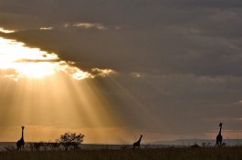 Giraffe sunset 