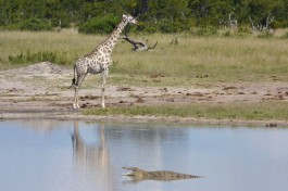 Hwange giraffe croc  by vcp.de