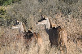 Hwange kudus  by Mike