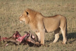 Lion kill 