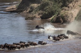 Wildebeest migration 