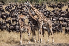 Wildebeestgiraffes 