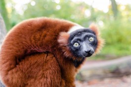 Red-ruffed lemur by Mathias Appel Red-ruffed lemur by Mathias Appel