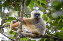 Diademed Sifaka by nomis-simon Diademed Sifaka by nomis-simon