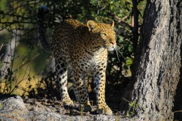 Moremi leopard  by Chris Parker