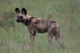 Khwai wild dog  by Lip Kee Yap