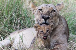 Lion mother  cub 