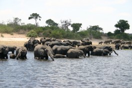 Chobe elephants  by i pinz