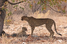Cheetah in Etosha  by simonsimages