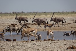 Etosha waterhole  by Mandy