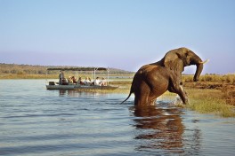 Chobe boat cruise 