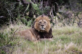 Addo lion  by Miran Hojnik