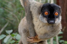 Brown lemur in Andasibe   by David Dennis