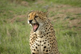 Ol Pejeta cheetah  by kimvanderwaal