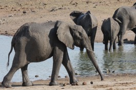 Hwange elephants  by joepyrek