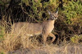 Caracal 