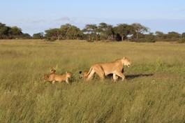 Hwange lions  by John Culley