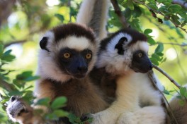 Lemurs 