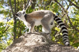 Madagascar lemur 