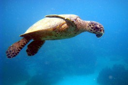Madagascar turtle 