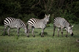 Mara zebras 