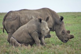 Ol pejeta rhinos  by Weldon Kennedy