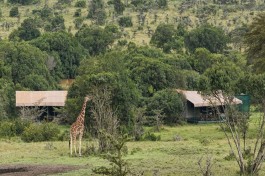 Porini rhino giraffe 