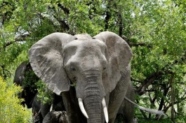 Kruger elephants 